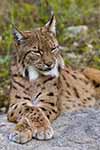 Luchs - Bayerischer Wald